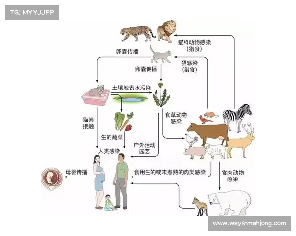 青少年板球运动中脑震荡防护策略与风险管理的科学探讨